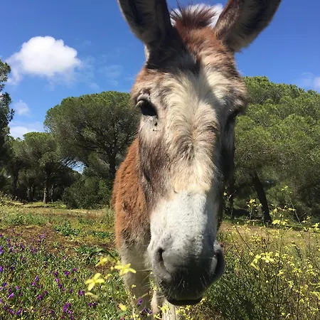 Dehesa De Yeguas Casa En Privada Con Piscina Y Playa Villa Cadiz
