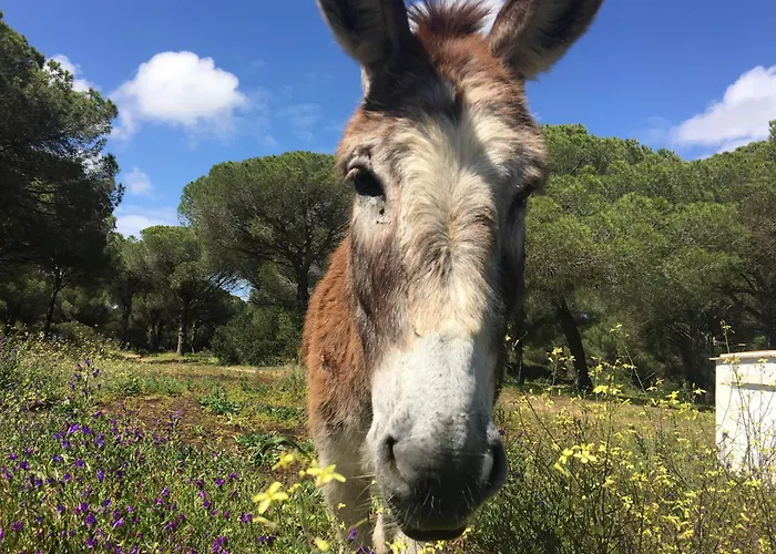 Dehesa De Yeguas Casa En Privada Con Piscina Y Playa Βίλα Καντίζ